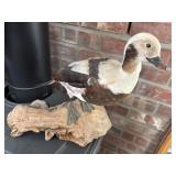 Long Tailed Duck Mount  (Living Room)