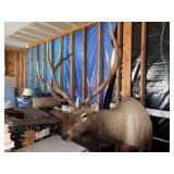Elk Mount Taxidermy 41in W x 39 in T Horns