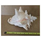Conch shell- living room