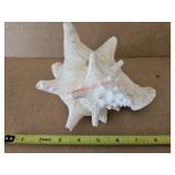 Conch shell- hutch