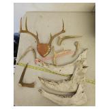Jaw bones and antlers - mustang garage