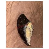 Natural Small Cattle hoof