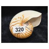 Seashells, cracked. (Downstairs left)
