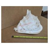 Conch shell- living room