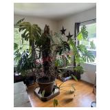 7ft3in Monstera HEALTHY BRING HELP  1PM PICKUP