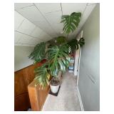 Huge Monstera deliciosa !!bring help!! Very heavy