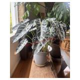 Healthy Alocasia House Plant