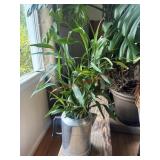 Healthy Bamboo in Tin Pitcher