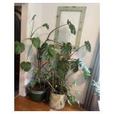 67inX 55in Healthy Monstera Plant BRING HELP TWO