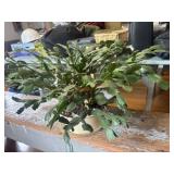 Pink Healthy Christmas Cactus 28in Wide