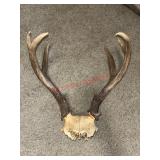 Deer Skull cap and antlers