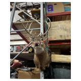 taxidermied White-tailed deer head