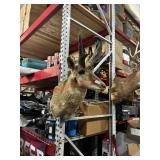 taxidermied pronghorn antelope