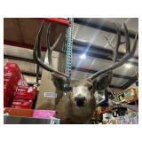 Taxidermy mule deer