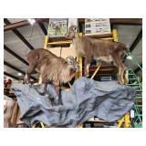 Mountain goat display, goats are appx 3.5' from