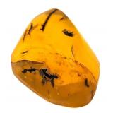 Approx 89-99 Million Year Old Insect in Amber
