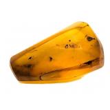 Approx 89-99 Million Year Old Insect in Amber