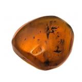 Approx 89-99 Million Year Old Insect in Amber