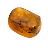 Approx 89-99 Million Year Old Insect in Amber
