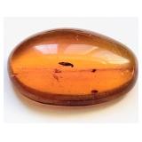 145-66 Million Year old insect trapped in amber
