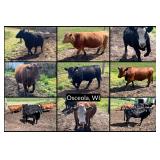 Cow - Calf Pairs & Beef Cattle - Osceola, WI