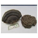 (2) Turd Clock & Petrified Type Mushroom