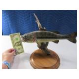 Taxidermy Large Mouth Bass 13" unique