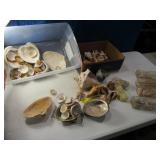 Estate SeaShell Collection LOT