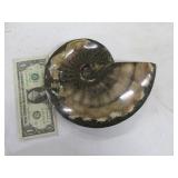 9" Polished Fossil Rock?