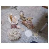Lot Neat SeaShells