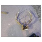 Deer Antlers