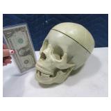 SKULL Anatomy Class 8" Lifelike Figure Moving Stsh