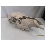 Authentic Weathered Bison Skull