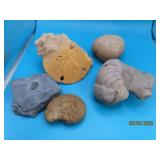 (5) Fossil 3'ish Specimens Artifacts
