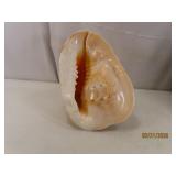 Large Cassis Cornuta CONCH SeaShell 12'ish