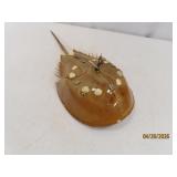 HorseShoe Crab TaxidermyType 16'ish Wall Clock
