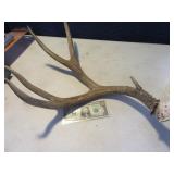 One 20" Deer Horn