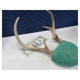 8" Smaller Deer Antler Mounted Set