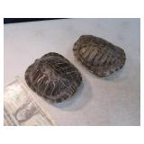 Lot (2) 5" Authentic Turtle Shells