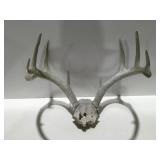Partial skull mounted deer