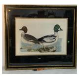 Colored engraving of "Golden Eye Duck"
