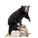 Full Body Taxidermy Black Bear Mount Full Body Taxidermy Black Bear Mount