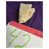 ? Fossil sandcast. Unable to confirm authenticity