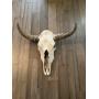 LONGHORN STEER SKULL