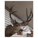 Mille deer mount Mille deer mount