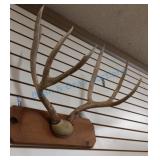 Mule deer antlers Mule deer antlers