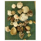 Seashell collection Seashell collection