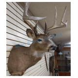 Whitetail mounted Whitetail mounted