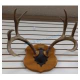 Whitetail mounted antlers Whitetail mounted antlers