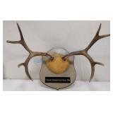 Mounted antlers Mounted antlers